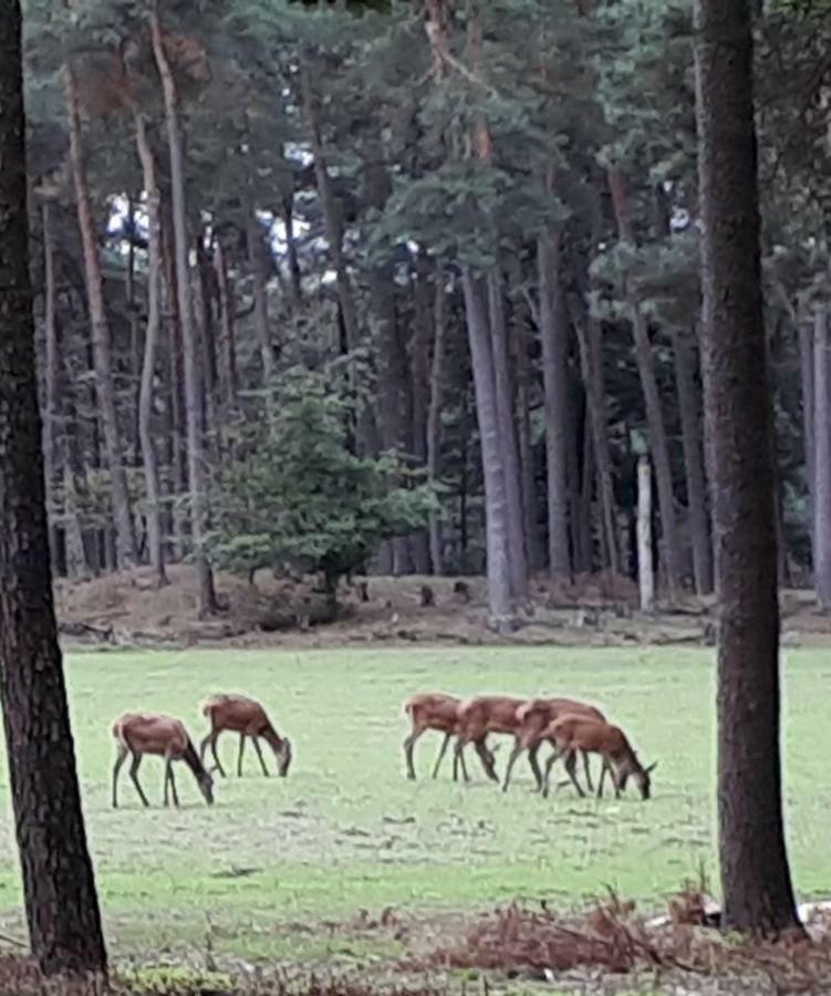 Boshuis Turquoise / Smaakvol Genieten Op De Veluwe ホンデルロー エクステリア 写真