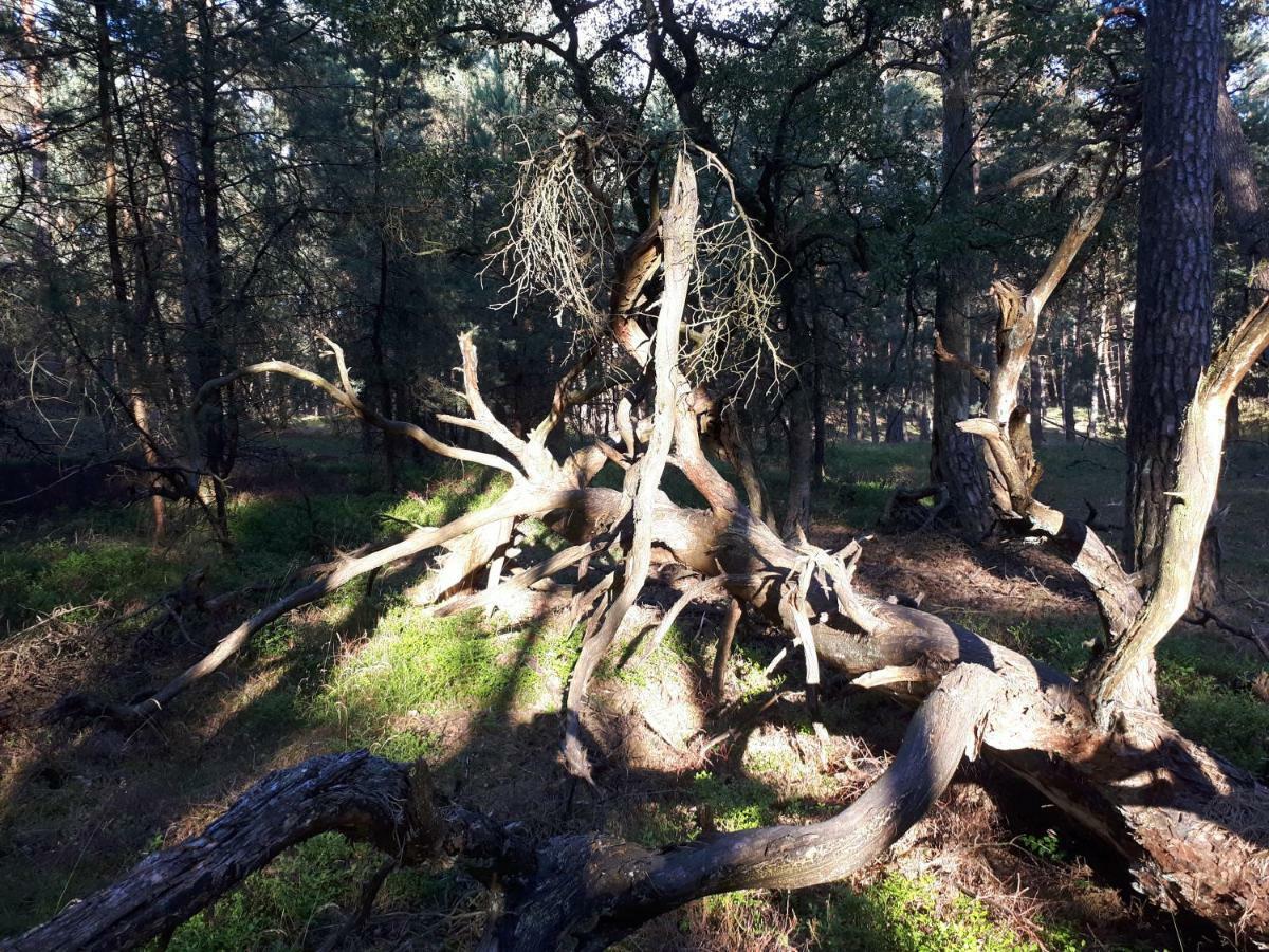 Boshuis Turquoise / Smaakvol Genieten Op De Veluwe ホンデルロー エクステリア 写真